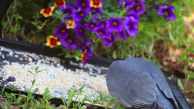 Large pigeon eats cracked corn in a backyard