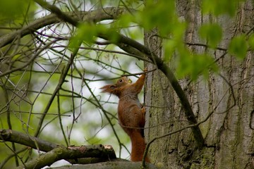 Red-haired squirrel