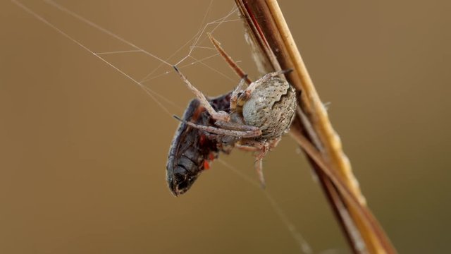 4K Orbweaver (Araneidae) Spider and Prey