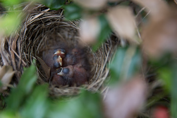Sleepy baby birds