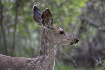Yearling deer head profile in woods
