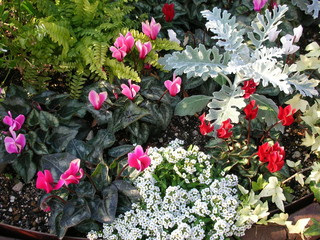 シクラメンの寄せ植え