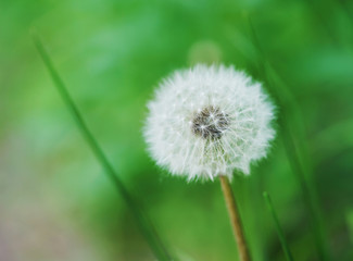 dandelions with blur background
