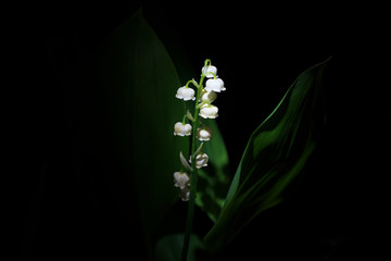 Convallaria majalis or Lily of the valley on black background