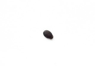Watermelon seed on white isolated background