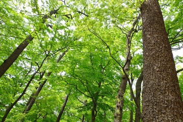 新緑を見上げて