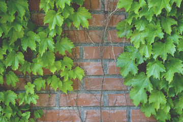 ivy on the brick wall