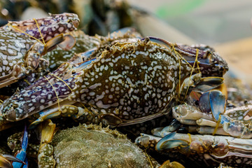 Fresh sea crabs are sold in local markets in Thailand.
