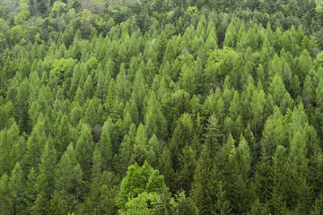 Fototapeta premium green forest at cloudy weather