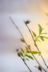 Pussy-willow branches close-up