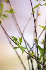 Pussy-willow branches close-up