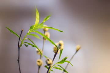 Willow branches close-up