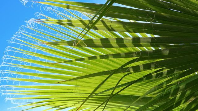 Beautiful abstract green palm trees leaf on blue sky background on a sunny day. 4k. Place for title / text