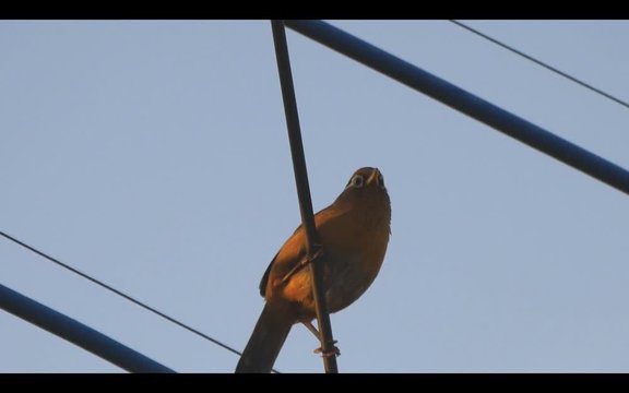 Beautiful tweet of Hwamei or Garrulax canorus