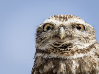 Closeup portrait of a little owl with a funny expression