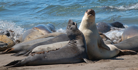 Northern Elephant Seals fighting in the Pacific at the Piedras Blancas Elephant seal colony on the Central Coast of California USA