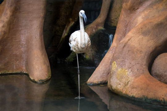 Flamingo at Parque das Aves - Foz do Iguacu, Parana, Brazil