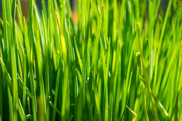 Fototapeta na wymiar green grass close up in the garden in springtime with sunshine