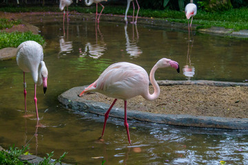 Flamingos at Parque das Aves - Foz do Iguacu, Parana, Brazil