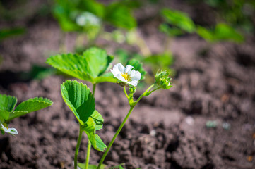 blossom strawberry in the garden in springtime with sun shine
