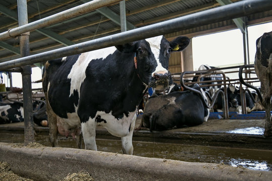 Cows in a stable on a dairy farm.