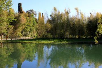 Pond in park among trees
