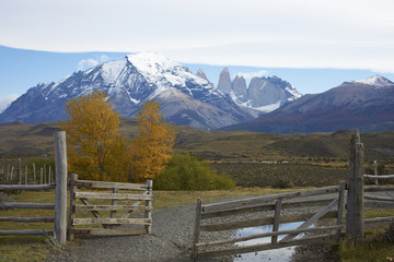 Fototapeta na wymiar Autumn in Torres del Paine National Park in Patagonia, Chile. Mountain peaks of the central massif rising above colourful trees in the eastern edge of the park.