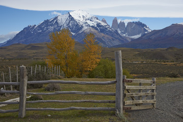 Fototapeta premium Autumn in Torres del Paine National Park in Patagonia, Chile. Mountain peaks of the central massif rising above colourful trees in the eastern edge of the park.