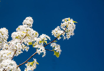 Pear blossoms 2
