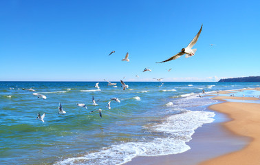Seagulls hunt for small fish in the shallow Baltic Sea