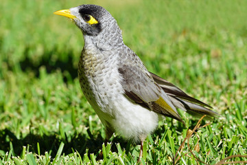 Australian Noisy Miner Bird