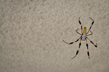 Golden Orb Silk Weaver