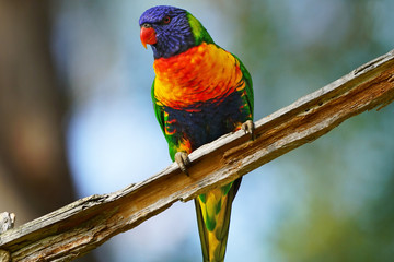 Australian Rainbow Lorikeet - Gold Coast, Queensland Australia