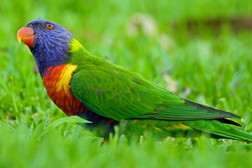 Australian Rainbow Lorikeet - Gold Coast, Queensland Australia