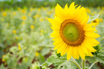 Beautiful big sun flower close up.