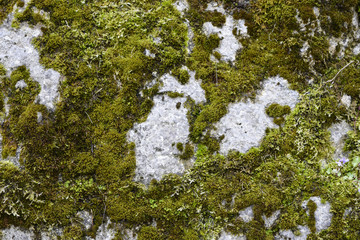 Old Moss on the rock