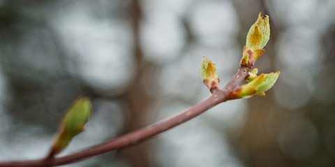 Macro shot of leaves about to bud on a tree branch with a dark background