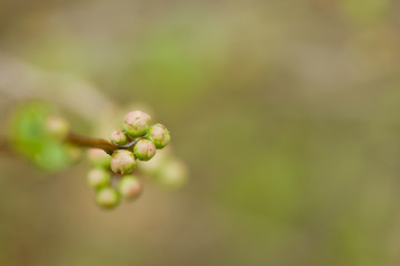 Macro of tiny furled plant leaves about to blossom in spring