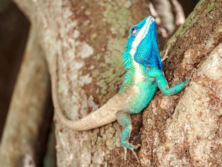 close up blue chameleon on the tree