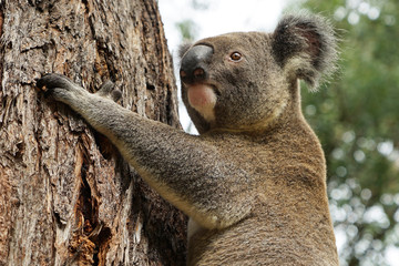 Australian Koala in Stringybark Gumtree