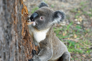 Australian Koala descending from a string bark gumtree