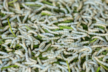 Silk Worm eating leaf Indian mulberry. Background ,Thailand