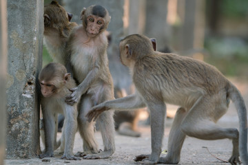 cute monkey family (Macaque rhesus) on ground.