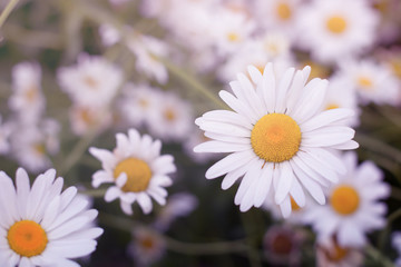 Fototapeta premium close up beautiful white daisy in garden for background, filtered tones