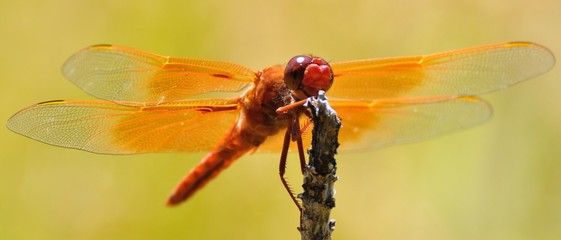 Dragonfly smiling face