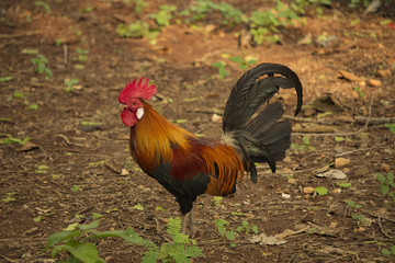 beautiful rooster or male chicken