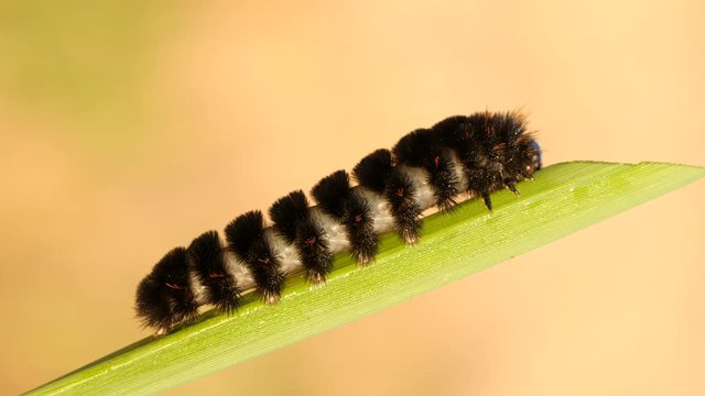 4K Agreeable Tiger Moth (Spilosoma congrua) Caterpillar 4