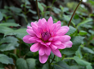 pink dahlia flower on green