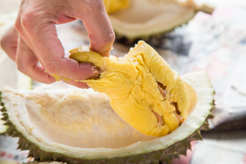 Hand picking yellow flash from husk of musang king durian