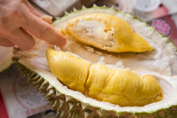 Hand picking yellow flash from husk of musang king durian